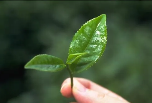 遠(yuan)紅外加(jia)熱(re)技術在(zai)茶葉(ye)加工中的(de)應(ying)用(yong)